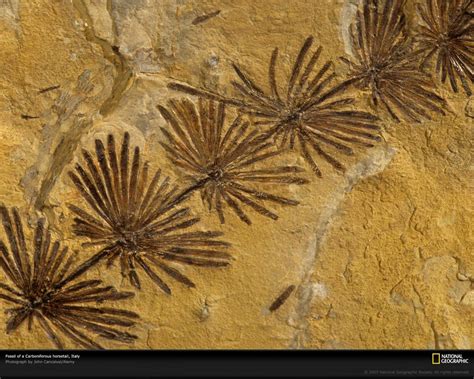 Fossils Wallpapers Wallpaper Cave