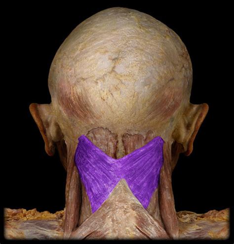 Deep Muscles Of The Back And Suboccipital Triangle Muscles Unit 3