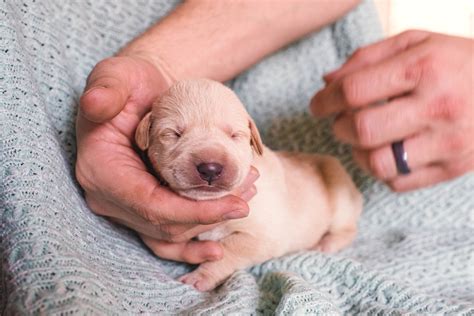 Saving A Newborn Puppy That Wont Nurse Domestic Geek Girl