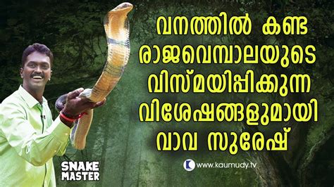 Suresh, popularly known as vava suresh (born 1974), is an indian wildlife conservationist and a snake expert. Wow! Vava Suresh speaks amazing things about King Cobra ...