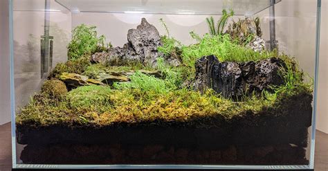 How To Grow Sphagnum Moss At Home From Dried Dead Or Live Moss
