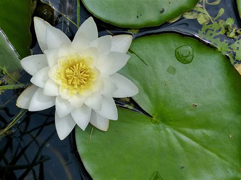 Water Lily Flower · Free Photo On Pixabay