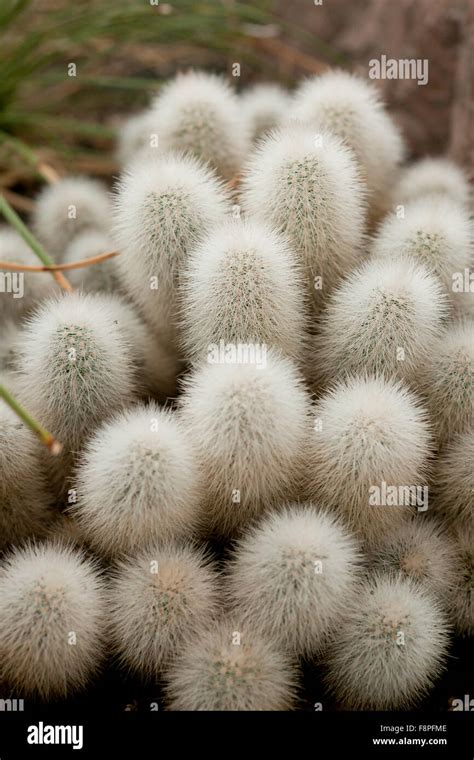 Echinocereus Nivosus Cactus Native To Mexico Stock Photo Alamy
