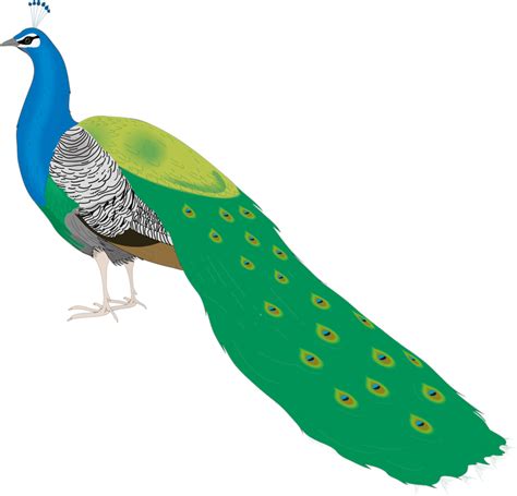 Bird Peafowl Clip art - Pretty Peacock png download - 800 ...