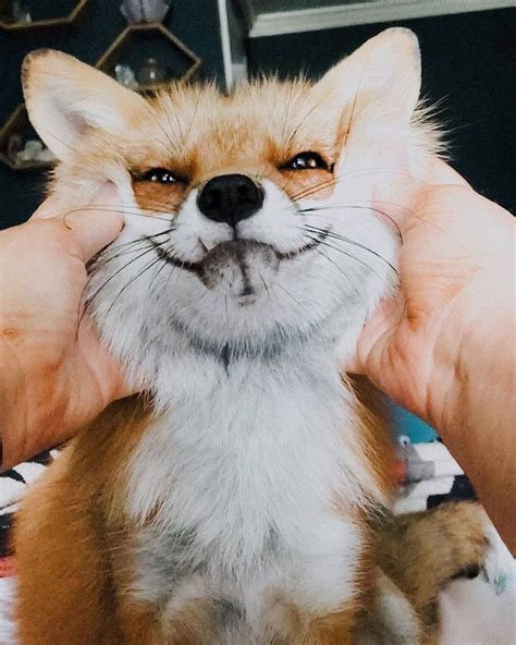 And Other Animals Pet Fox Animals Beautiful Baby Animals