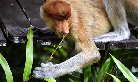 Proboscis Monkey Wallpaper