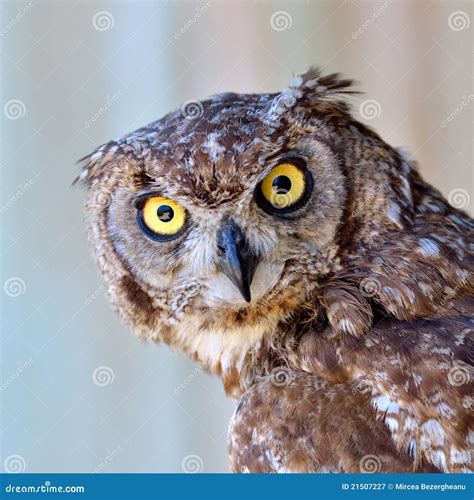 Owl Portrait Stock Image Image Of Portrait Wild Ornithology 21507227