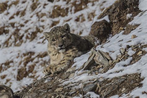 Snow Leopard With Bharal Prey Stock Image C0495837 Science Photo