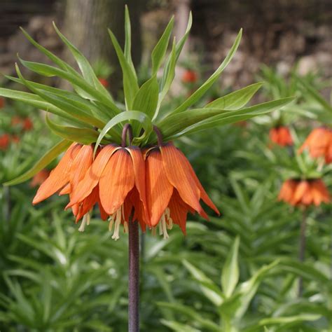 Red Crown Imperial Fritillaria Imperialis 5 Seeds