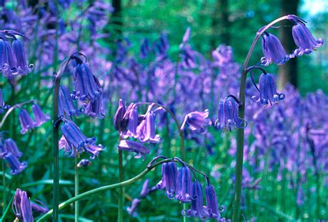 Welcome To Bluebell Season Ldlh Blog