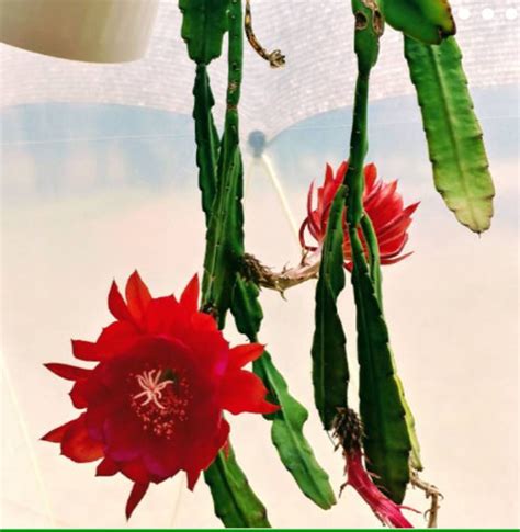 Red Epiphyllum Orchid Cactus Live Plant Large Piece Rooted Etsy