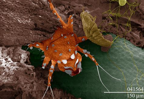 Smithsonian Insider Newly Named Mites Have Thick Skins To Deter