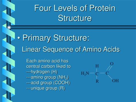 Ppt Four Levels Of Protein Structure Powerpoint Presentation Free My