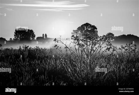 Black And White Meadow Flooded With Morning Hazy Mist And First Rays Of