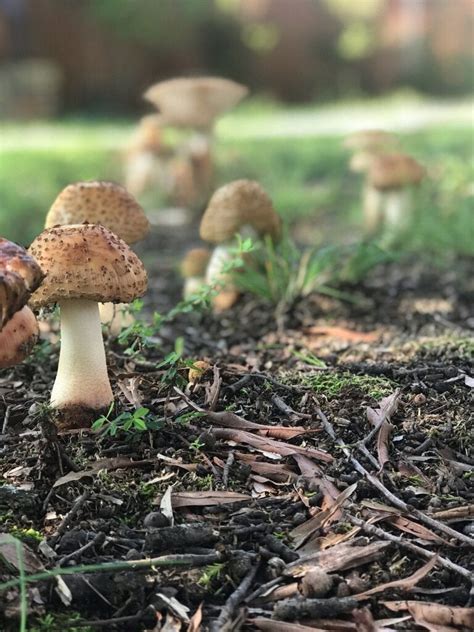 This Row Of Mushrooms Grew In My Front Yard 🍄 Mushrooms