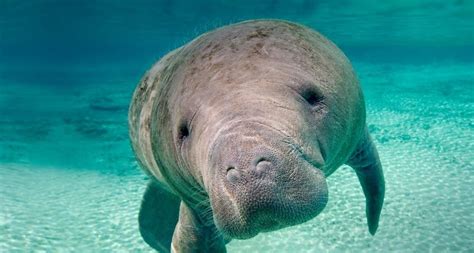Florida Manatee In The Crystal River Florida Peapix