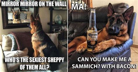 19 Goofy Memes Of German Shepherd Dogs That Will Make You Laugh All Da