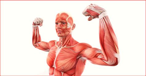 Muscle Anatomy Quiz Question 1 - Which muscle is NOT involved in facial