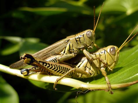 File Grasshopper At Mgsp  Wikimedia Commons