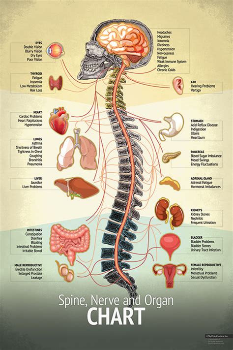 Original Spine Chart Chiropractic Biophysics