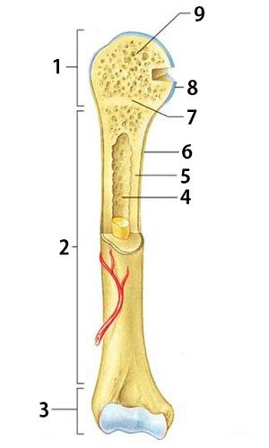 They are one of five types of bones: 7VK6EbMX2szFpO1r3runtA.jpg