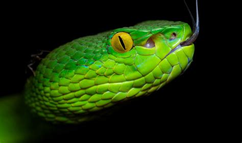 Green Pit Viper Trimeresurus Albolabris Found During A N Flickr