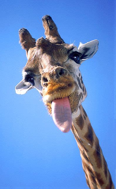 Giraffe Funny Animal Faces Cute Animal Photos Cute Wild Animals
