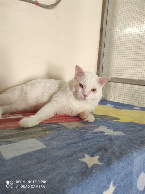 Cats Available For Adoption Paws Rescue Qatar