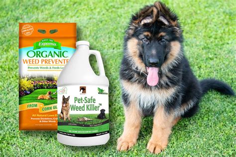 8 Best Organic Non Toxic Weed Killers Safe For Pets