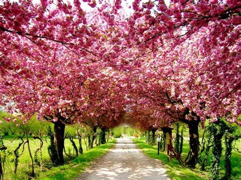 Download and use 10,000+ cherry blossom stock photos for free. Cherry Blossom Backgrounds - Wallpaper Cave