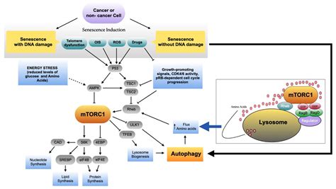 Ijms Free Full Text Mtor Activity And Autophagy In Senescent Cells