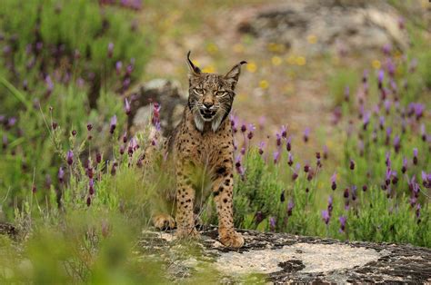 wildmed el Último bosque mediterrÁneo acaju