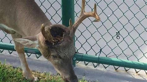 The Emotional Toll Of Euthanizing ‘zombie Deer Infested With Screwworm