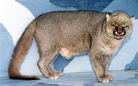 Native Wild Cats In Texas