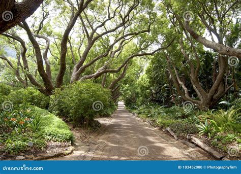 Garden Walkway Lined With Trees And Plants On Sunny Day Stock Photo