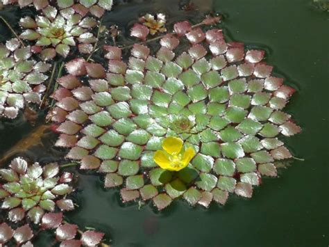 How To Grow And Care For Mosaic Plant Ludwigia Sedoides Freshwater