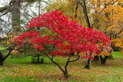 15 Beautiful Autumn Trees That Turn Red Uk