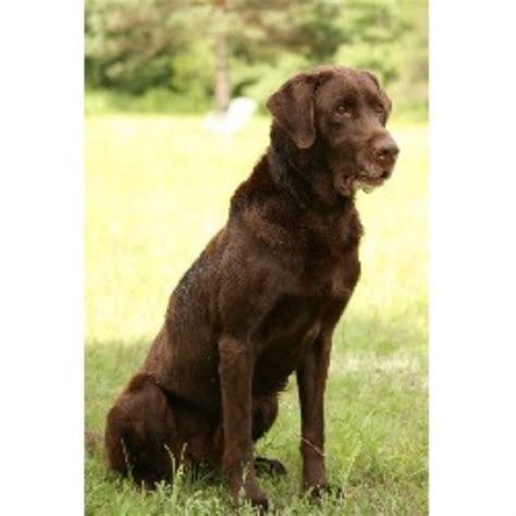 Find chocolate labrador retriever puppies and dogs from a breeder near you. Labrador Retriever (Lab) breeders in Michigan | FreeDogListings Page: 2