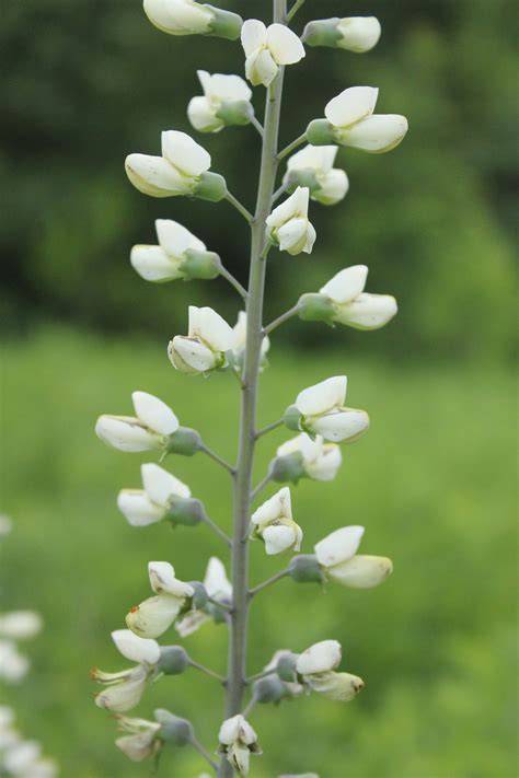 White False Indigo Baptisia Lactea Is An Excellent Specimen Plant