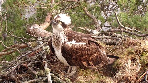 Our First Osprey Returns To Loch Of The Lowes Scottish Wildlife Trust