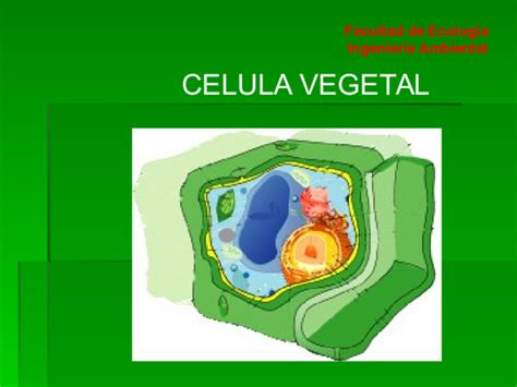 Ppt Celula Vegetal Yuleisdy Alvarez