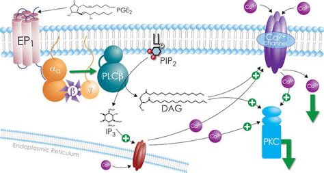Check spelling or type a new query. G Protein Coupled Receptors for PGE2 | Cayman Chemical