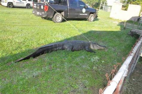 Huge 12 Foot Alligator Lassoed By Deputies After Being Found On Road Near Floresville