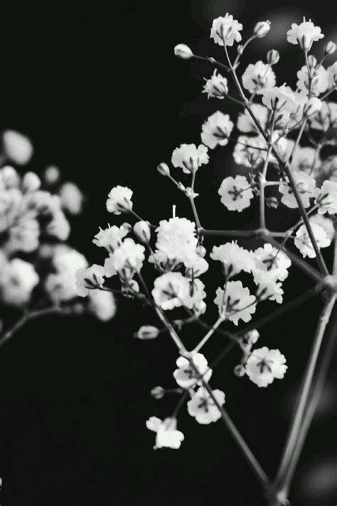 Hosta flower and leaves by russ martin. Rocío (With images) | Black and white aesthetic, Black and white flowers, White aesthetic