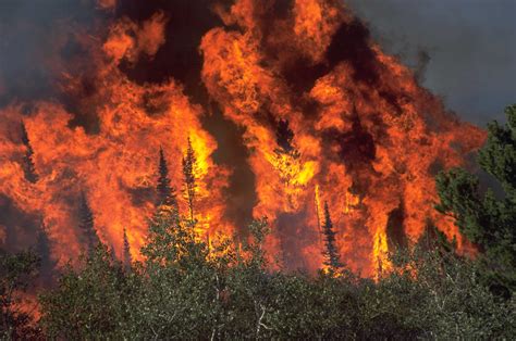 Forest Fire Flames Tree Disaster Apocalyptic 12 Wallpapers Hd