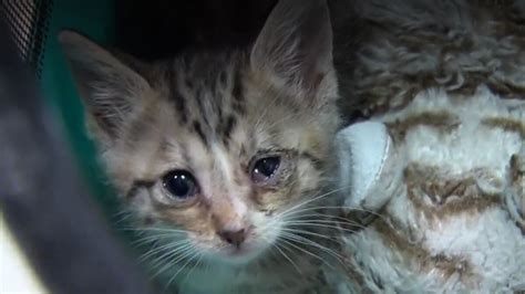 Arkansas Nonprofit Cares For Hundreds Of Neglected Cats