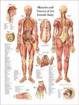 Pictures of Female Core Muscles