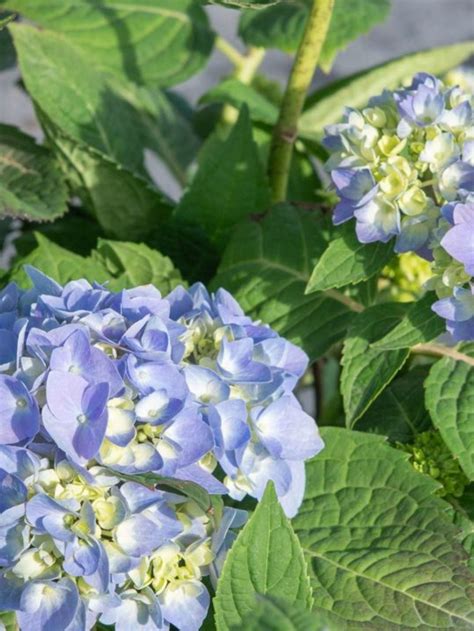 Check spelling or type a new query. Endless Blooms for Your Landscape | Hydrangea not blooming ...
