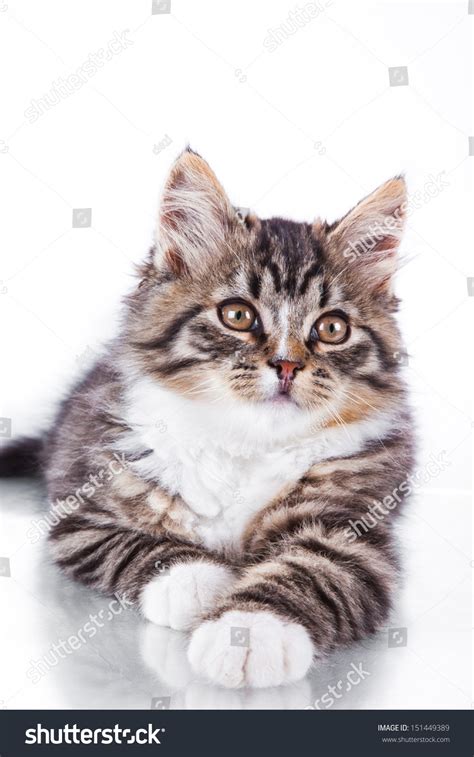 Striped Cat On A White Background Black Color Marble