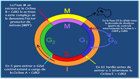 La Biología Una Experiencia Que Genera Conocimiento Ciclo Celular I